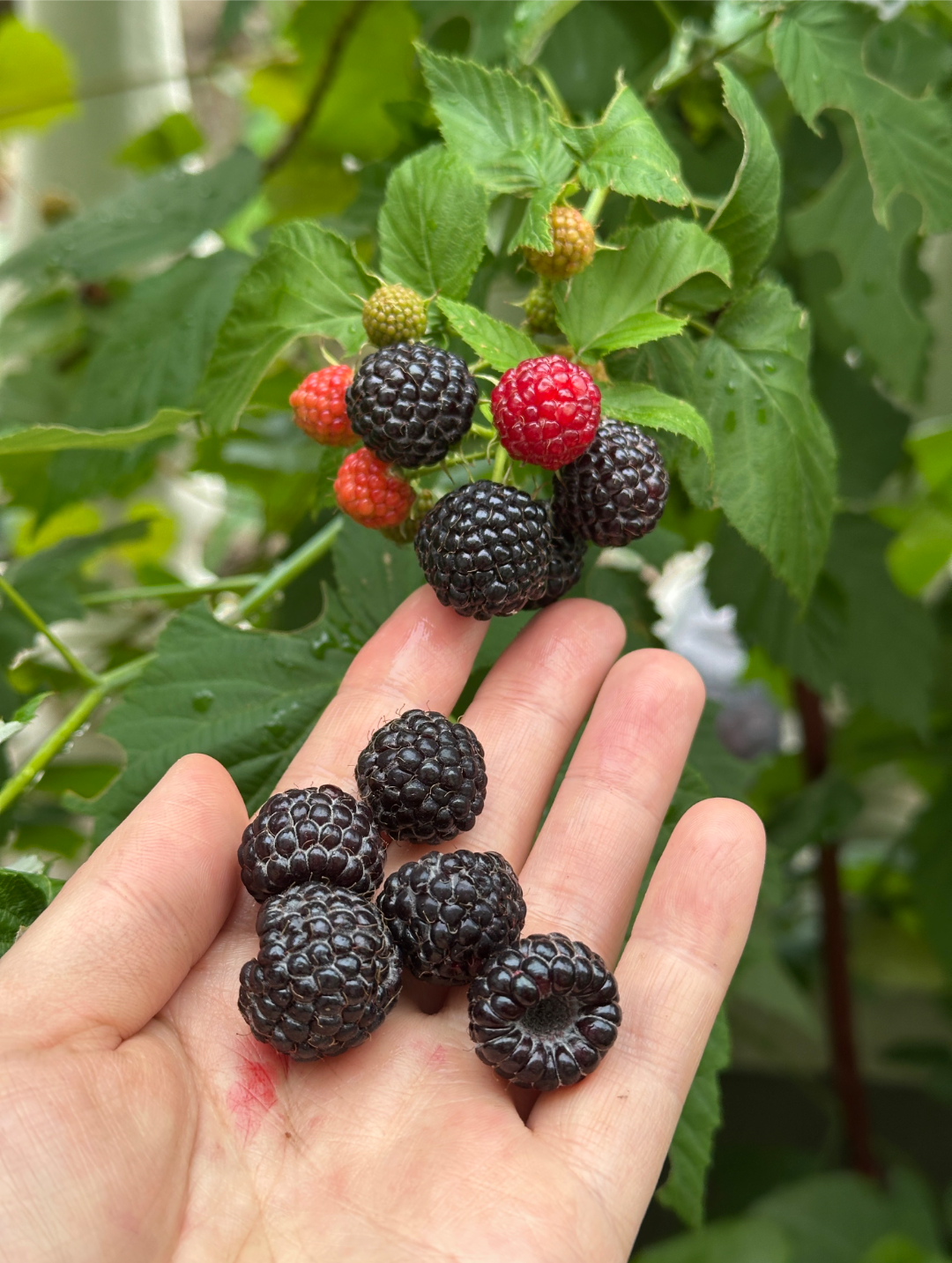 🍓🍓Семена от плод на малина