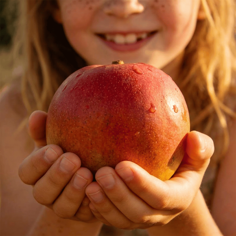 🥭Семена от манго със златен мед🌱 – Растение джудже, подходящо за отглеждане в саксия, може да се отглежда целогодишно🌸
