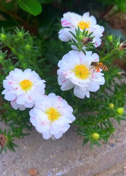 🌸Viacfarebné semená portulaky (Moss Rose) – vysoká klíčivosť, ideálne na balkón a záhradu