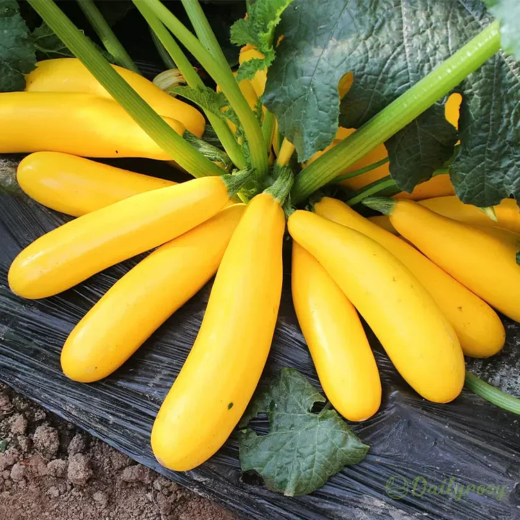 Banana Zucchini - Golden Zucchini🌿Can be planted in all seasons
