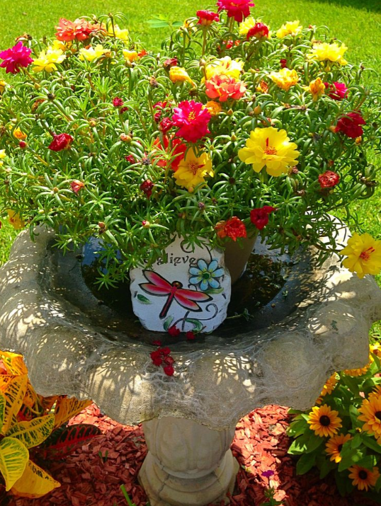 🌸Viacfarebné semená portulaky (Moss Rose) – vysoká klíčivosť, ideálne na balkón a záhradu