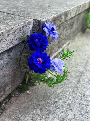 🌸Viacfarebné semená portulaky (Moss Rose) – vysoká klíčivosť, ideálne na balkón a záhradu