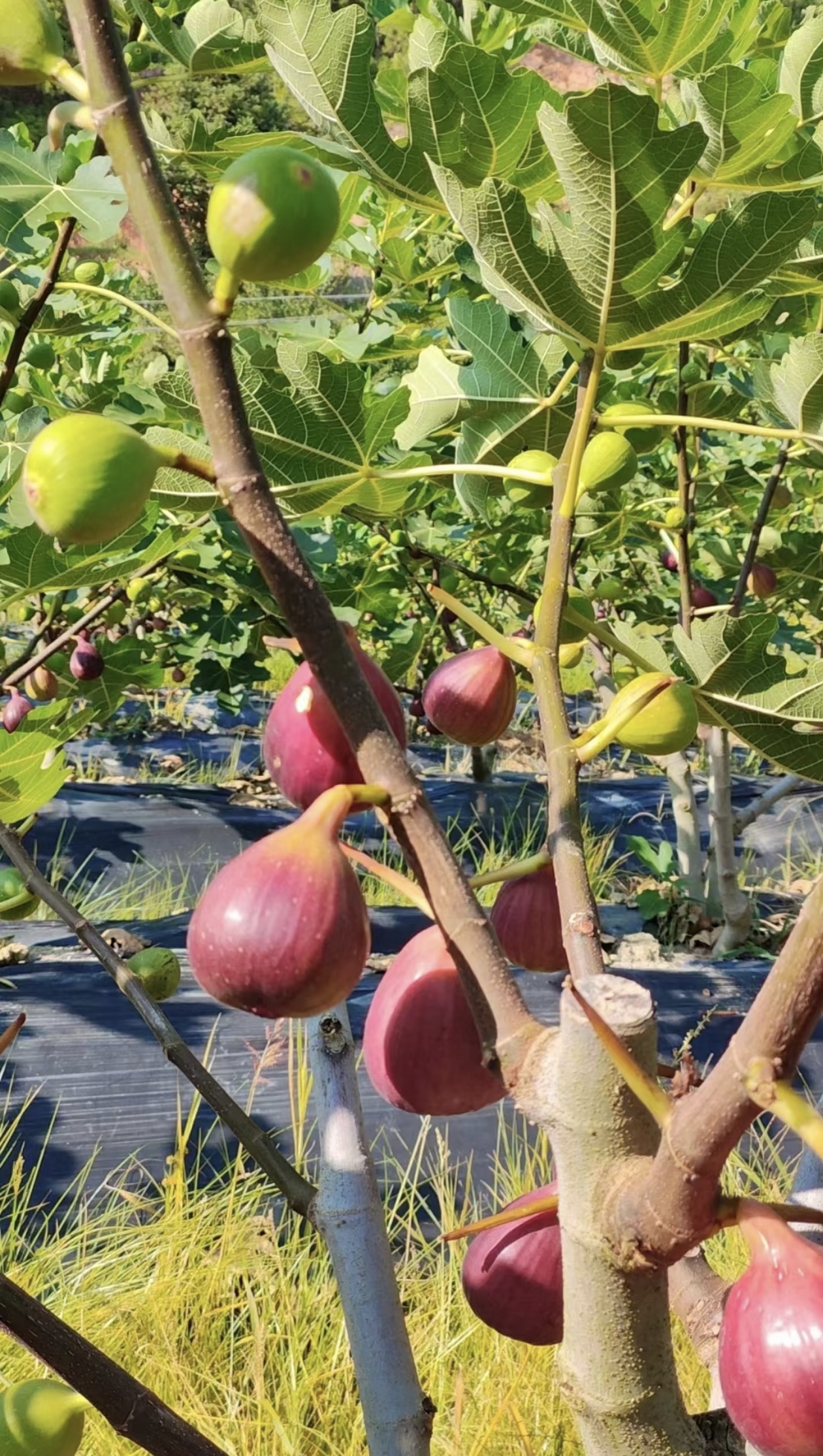 🔥Prémiové semená figovníka Mission – iba semená