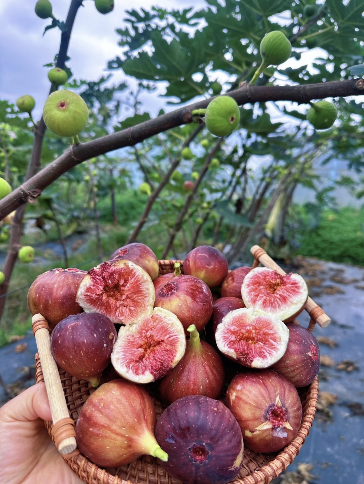 🔥Prémiové semená figovníka Mission – iba semená