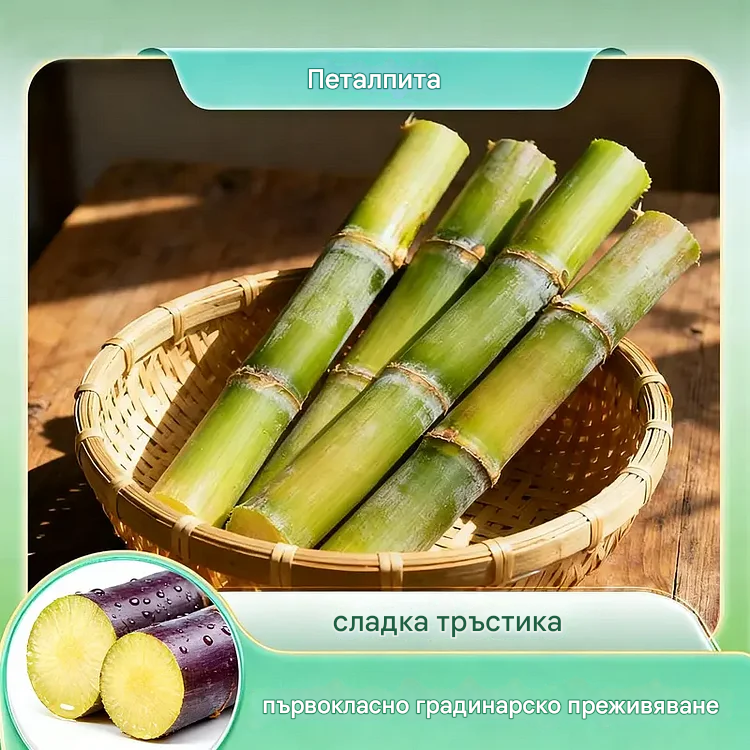 🌱 Високодобивни семена от захарна тръстика – лесни за отглеждане и устойчиви, идеални за домашно засаждане на плодове