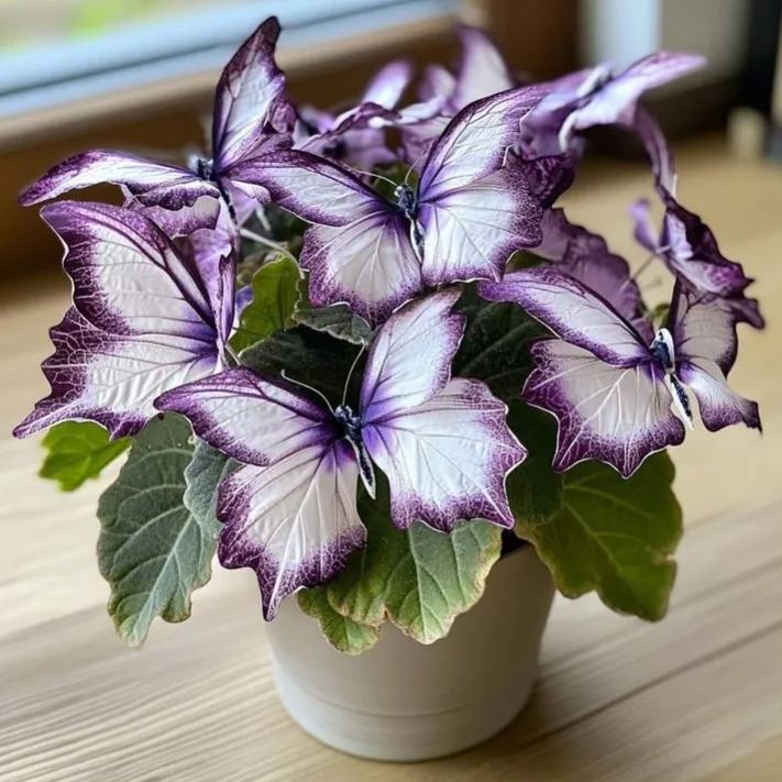 🌸 Редки многоцветни семена на едроцветна бегония – спектър от красота за вашата градина! 🌸