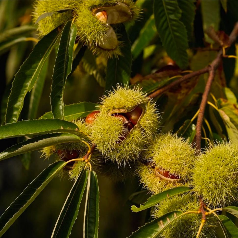 🌰 Семена на джуджест ядлив кестен – сладки и ароматни ядки 🌰
