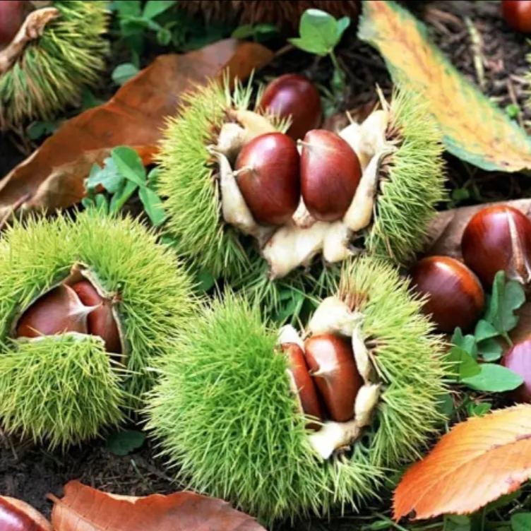 🌰 Семена на джуджест ядлив кестен – сладки и ароматни ядки 🌰