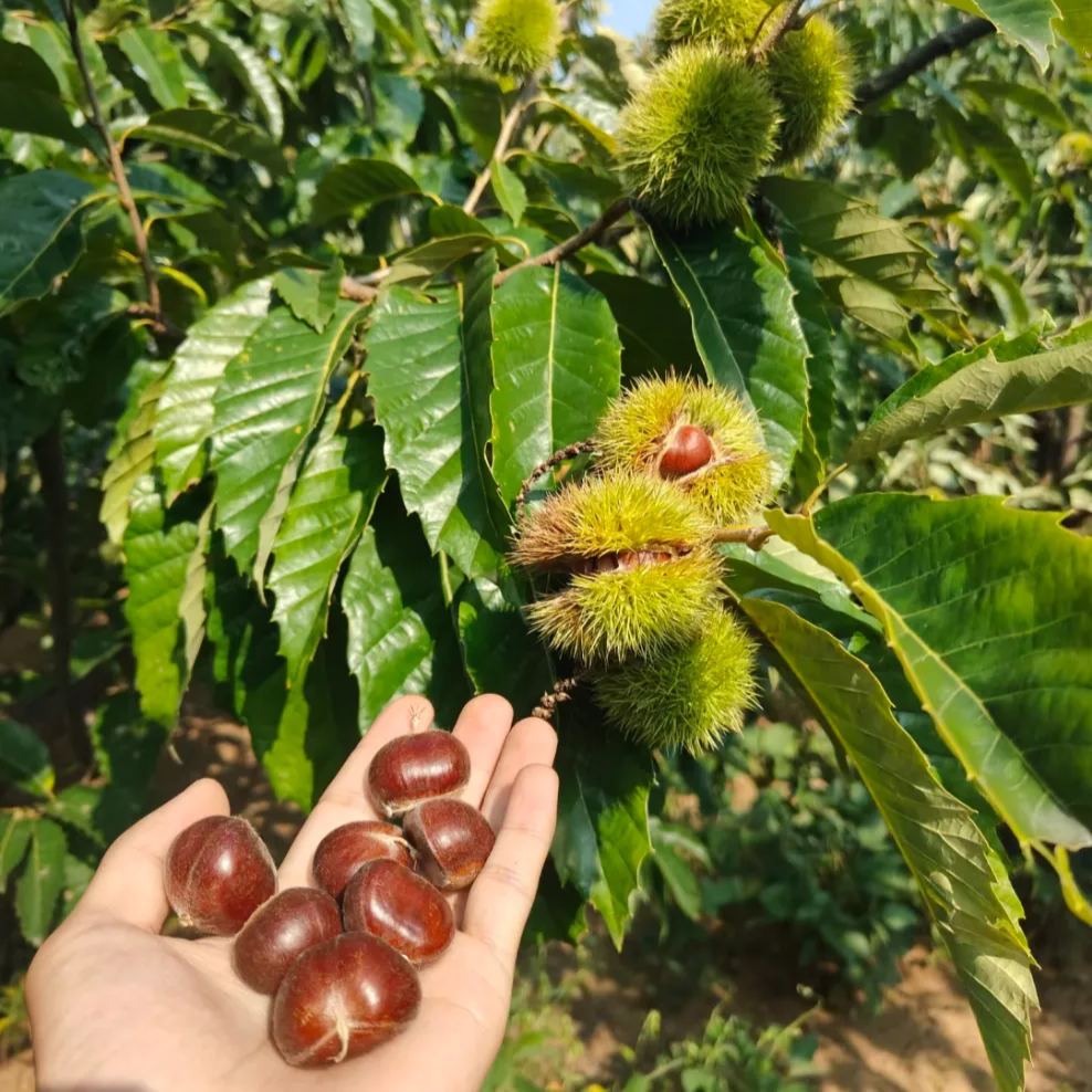 🌰 Семена на джуджест ядлив кестен – сладки и ароматни ядки 🌰