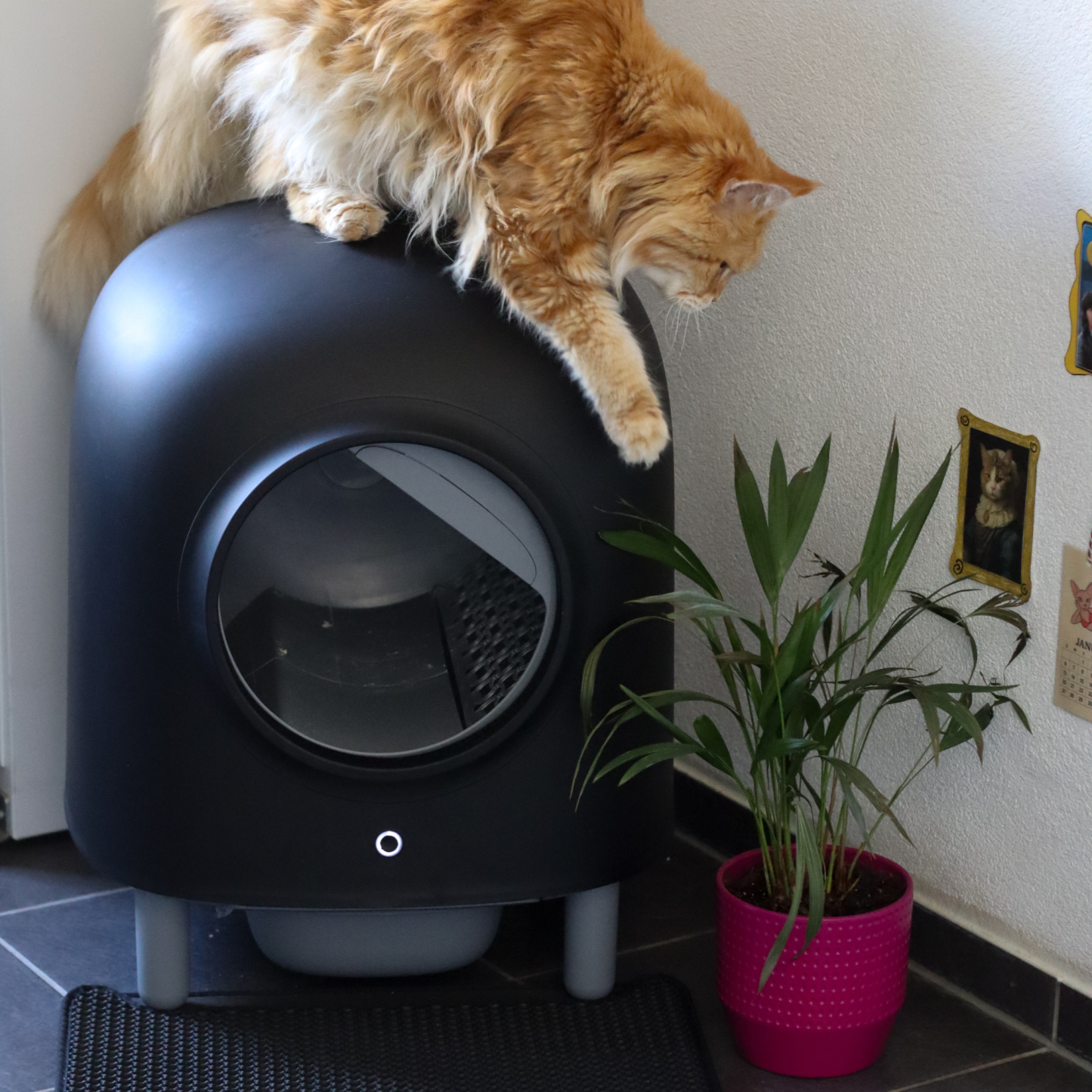Self-Cleaning Litter Box