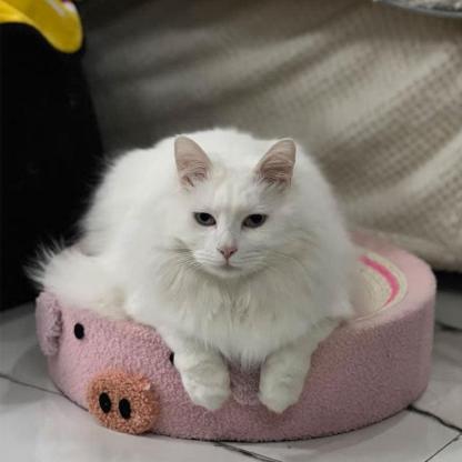 Cute Pig Cat Bed Round Scratching Pad