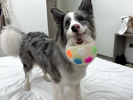 Dog Playing with Supeter Ball