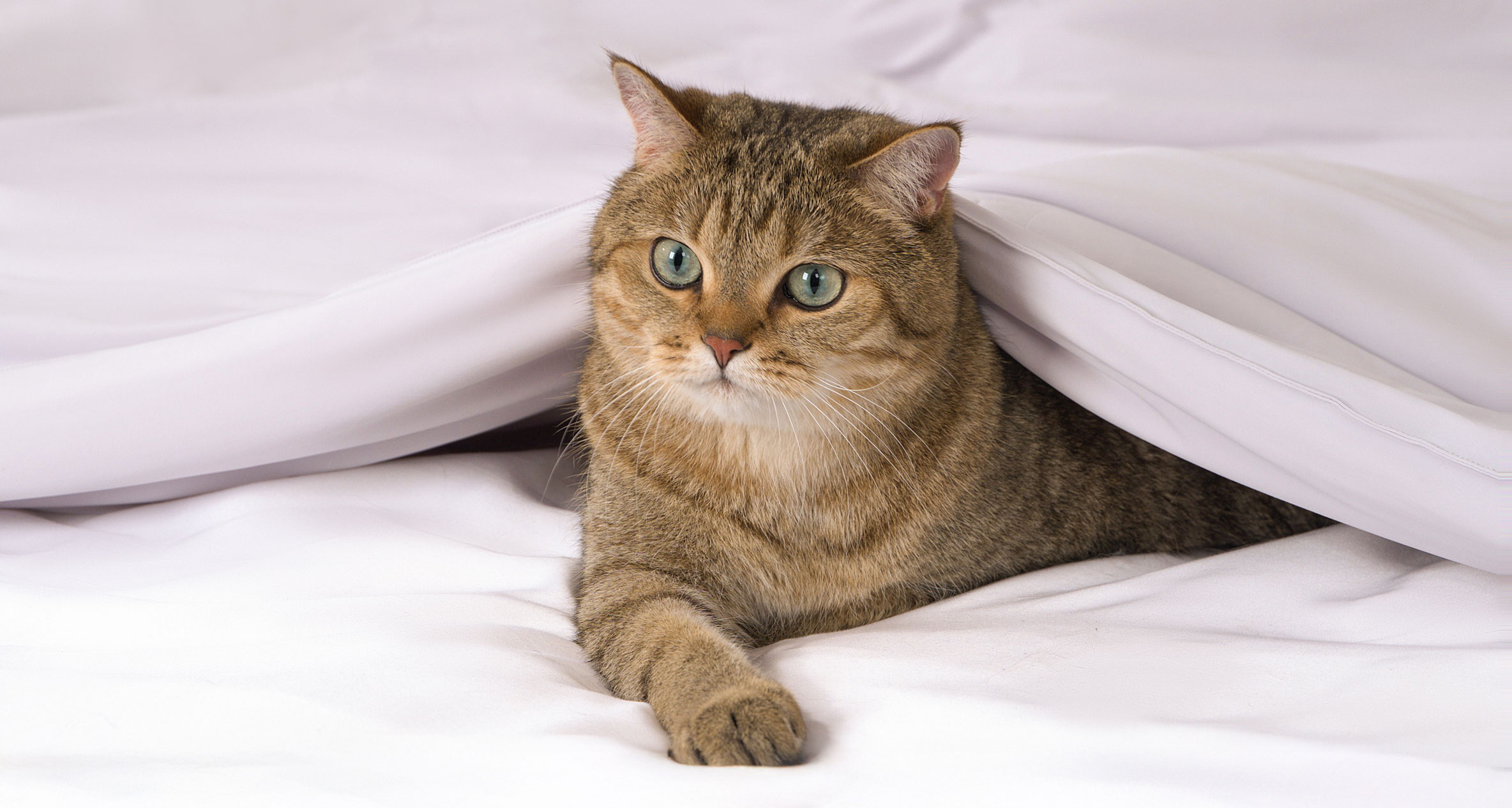 Bedding for Pet-Friendly Homes