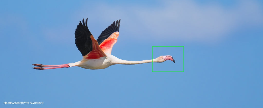 A bird in flight being tracked by the camera