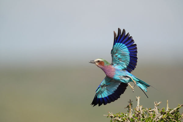 A colourful bird flies from it