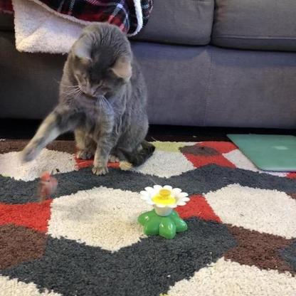 darlingifts Interactive Bird Toy For Cats