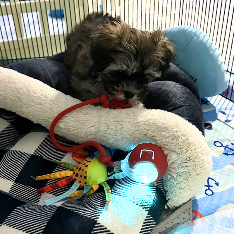 2026 New - Interactive Rolling Ball for Cat & Dog