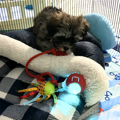 2026 New - Interactive Rolling Ball for Cat & Dog