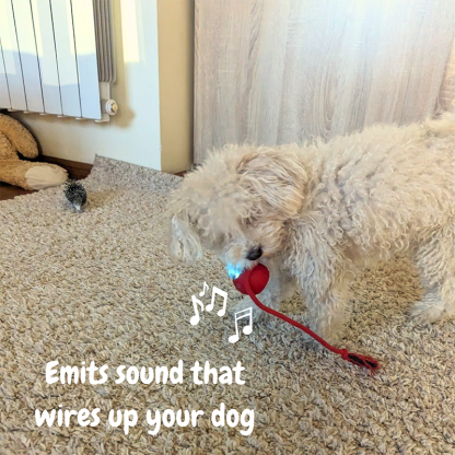 2026 New - Interactive Rolling Ball for Cat & Dog