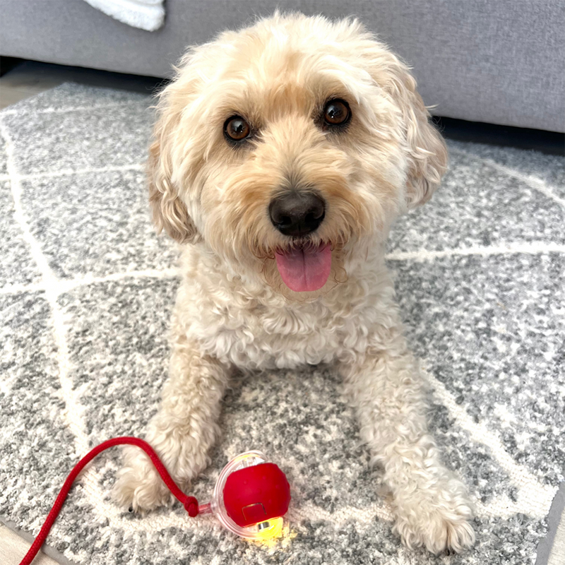 2026 New - Interactive Rolling Ball for Cat & Dog