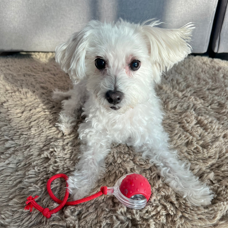 2026 New - Interactive Rolling Ball for Cat & Dog