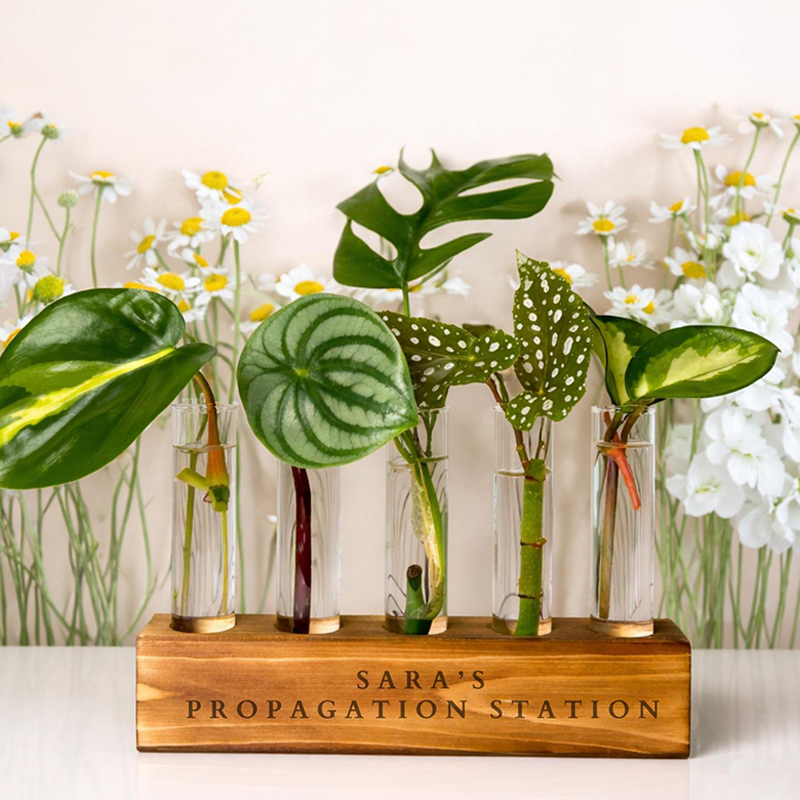Personalized Custom Name Plant Propagation Station Custom Plant Gift for Plant Parents