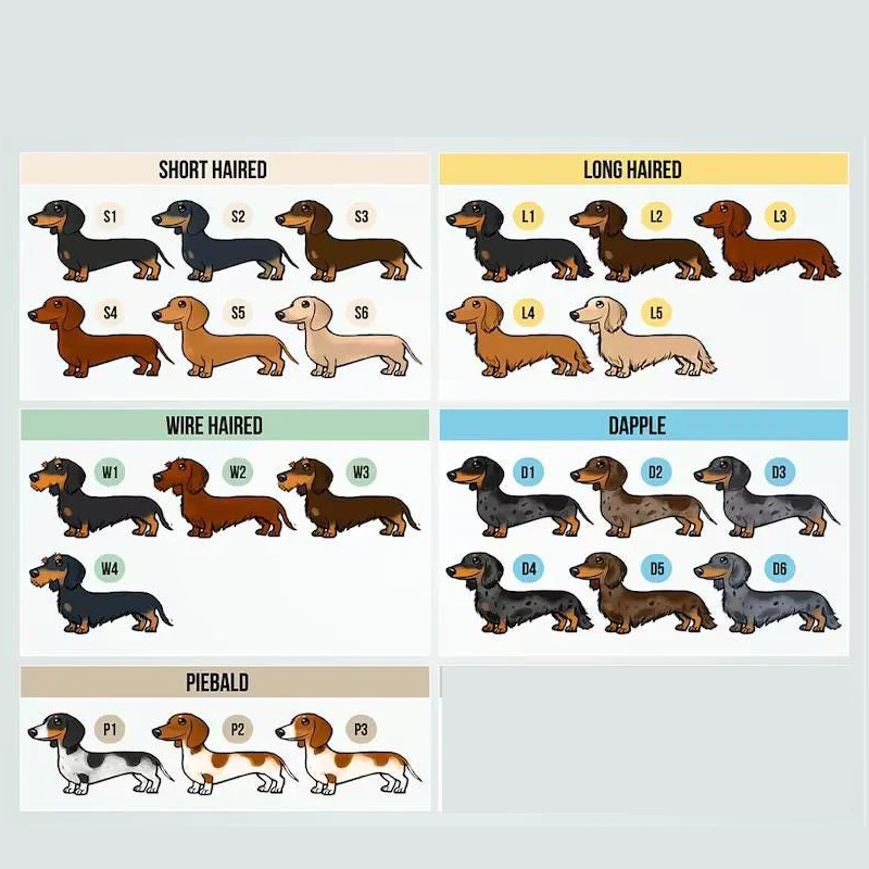 Personalized Daschund Badge Reel Daschund Nurse ID Holder Nurse Gift 