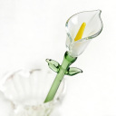 Calla Lily-White