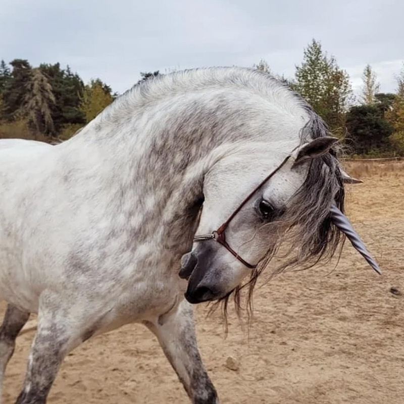 3D Print Equine Unicorn Horns Gift for Equestrain Lovers