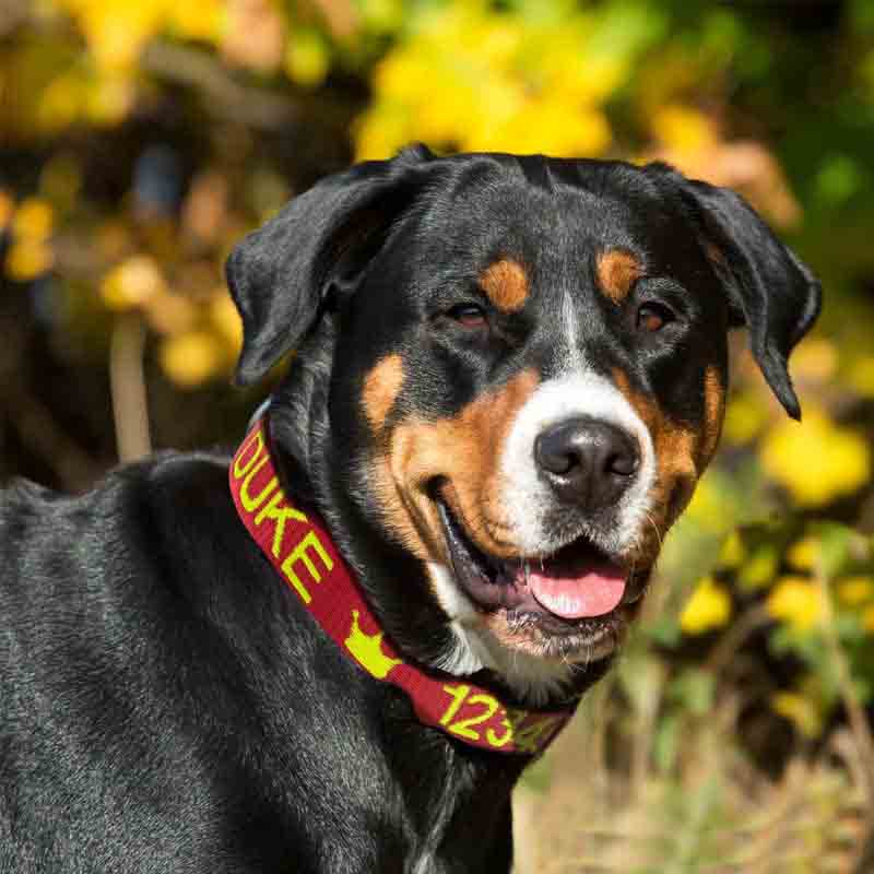 Personalized Dog Lover Dog Name Embroidered Dog Collar