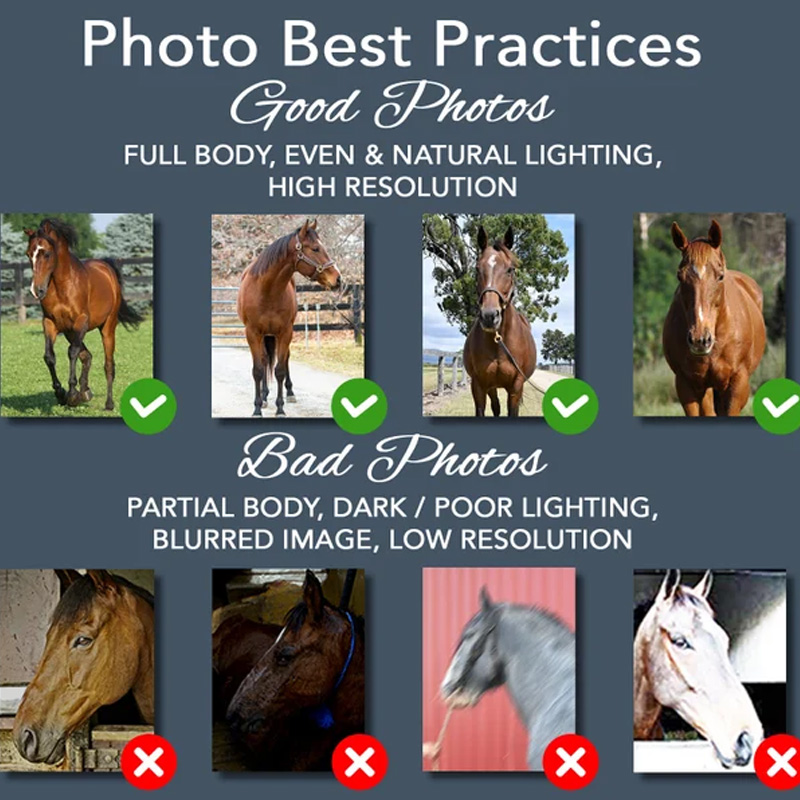 Personalized Horse Portrait From Photo Gift for Riding Lovers Equestrian Lovers Unique Style Phone Cases