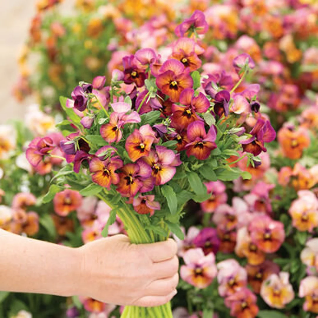 🔥🌱Zimní akce – 50 % sleva pouze na omezenou dobu🌸Krásná Sirôtka (Viola tricolor) – mrazuvzdorná květinová semena