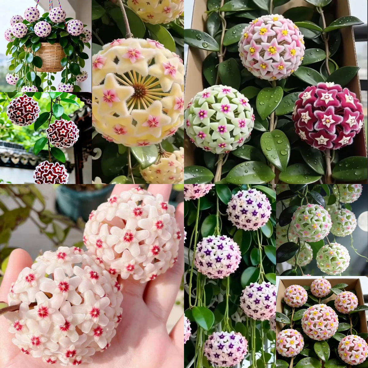 ✨ Луковици Hoya – Звезди, падащи от небето 🌌