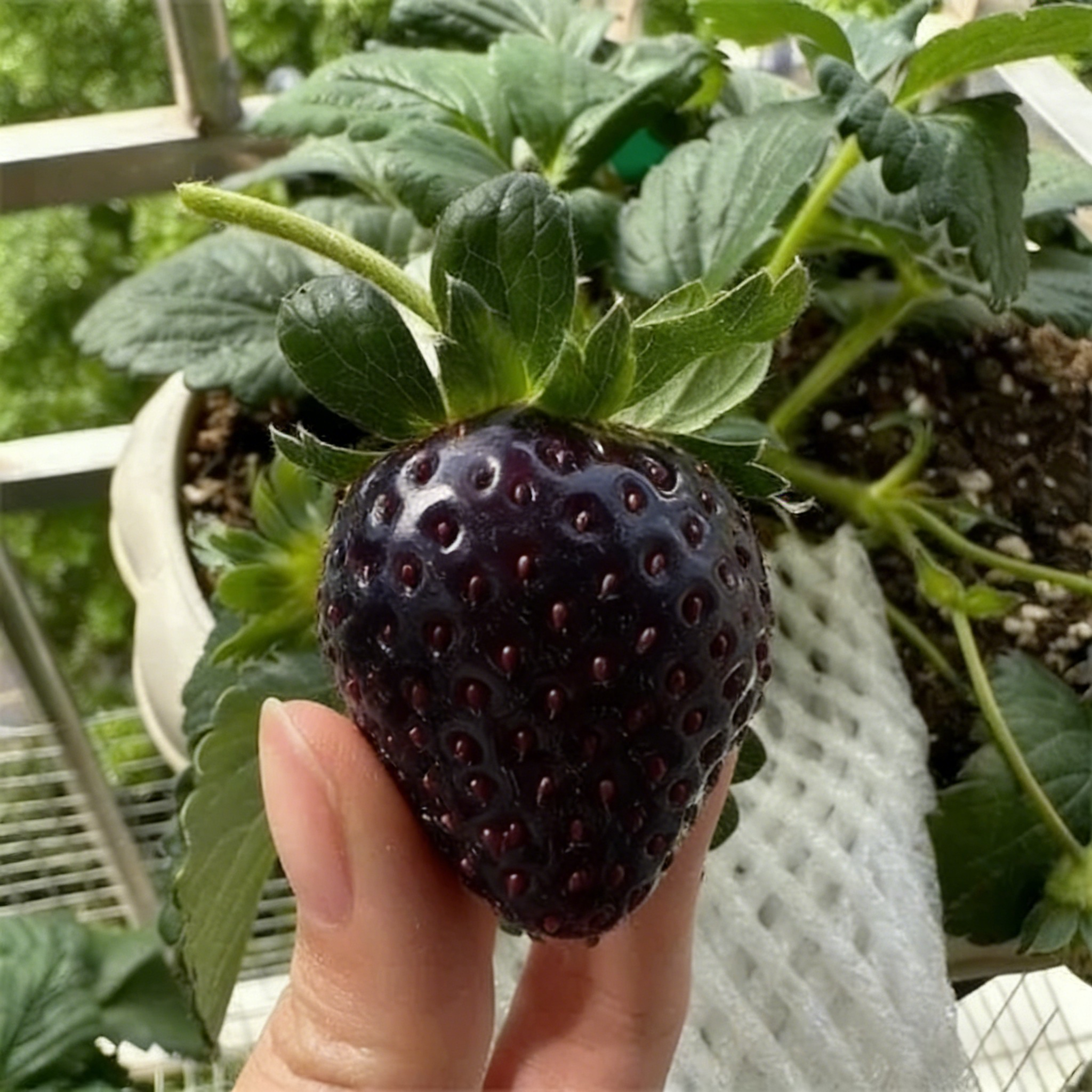 🔥⏰ Последен ден от 🌱 промоцията Семена от ягоди "Черна перла"