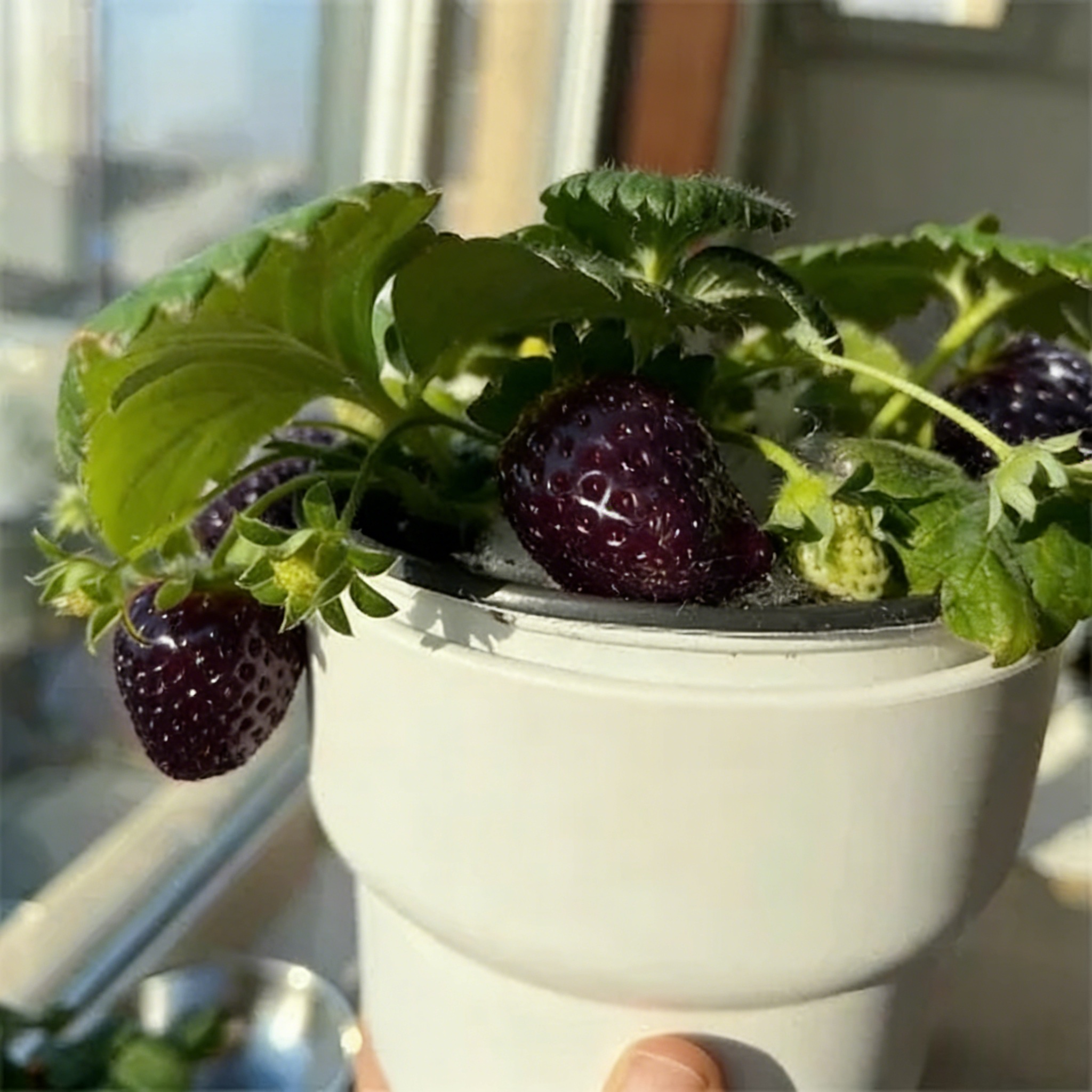 🔥⏰ Последен ден от 🌱 промоцията Семена от ягоди "Черна перла"