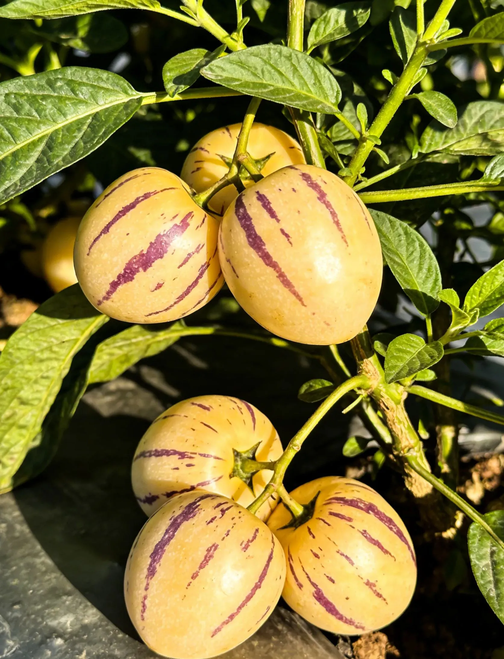 🌿✨Семки от женшен: Открийте силата на природата във вашата градина! 🔥