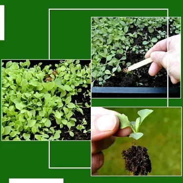 💚🥒Краставица - Златно момче, Дама Краставица