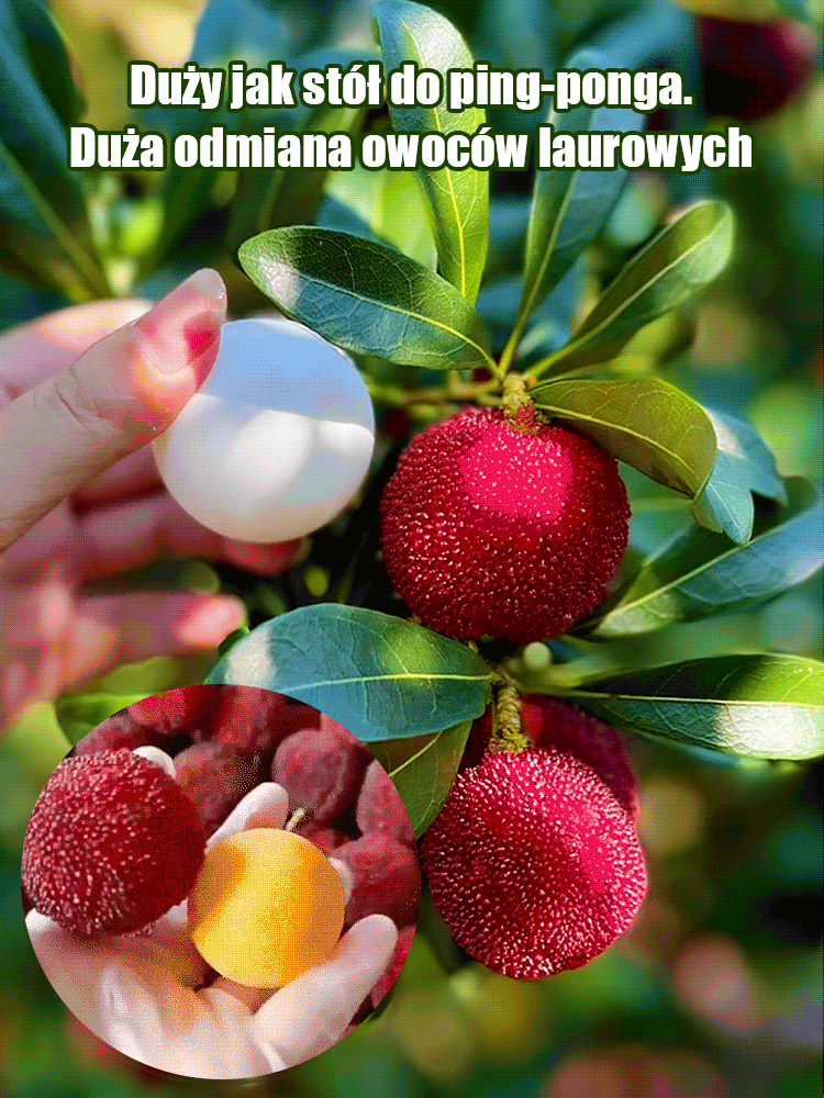Домашна градина Засаждане на семена от слива Донгкуй
