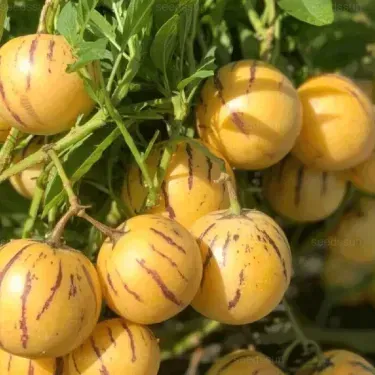 🌿✨Семки от женшен: Открийте силата на природата във вашата градина! 🔥