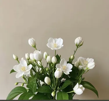 🌸🌿Семена за жасмин, четири сезона цъфтят, с интензивен аромат, подходящи за балкон и саксии, със снопести цветя и лесно отглеждане