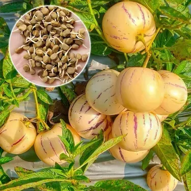 🌿✨Семки от женшен: Открийте силата на природата във вашата градина! 🔥