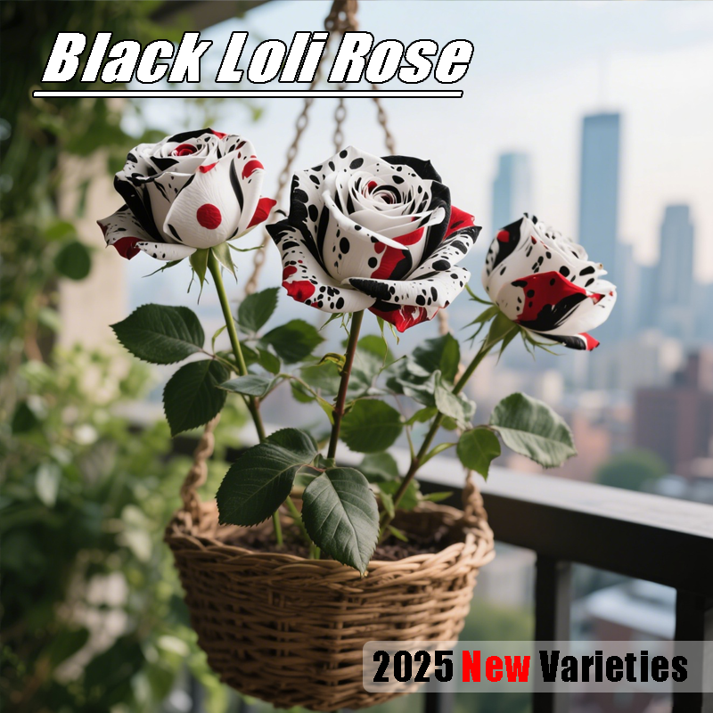 ✨2026 НОВО 🌹Семена от черна роза „Black Loli“