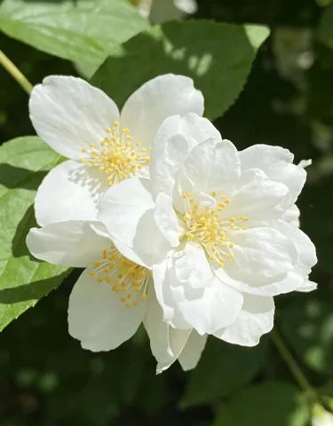 🌸🌿Семена за жасмин, четири сезона цъфтят, с интензивен аромат, подходящи за балкон и саксии, със снопести цветя и лесно отглеждане