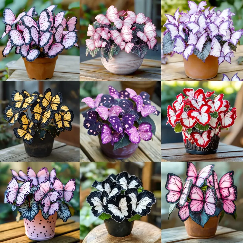 💥Нови бегонии🦋Семена на пеперудена бегония🌱Бонсай като никога досега