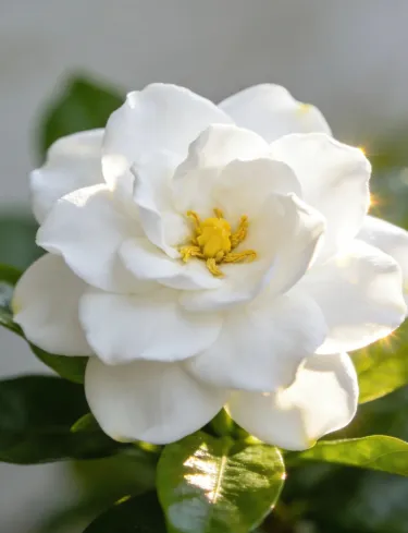 🌸🌿Семена за жасмин, четири сезона цъфтят, с интензивен аромат, подходящи за балкон и саксии, със снопести цветя и лесно отглеждане