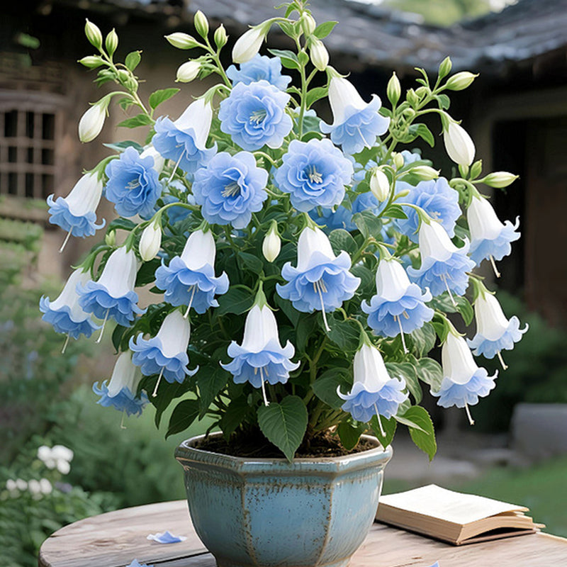 🌸 Двоен фуксия – Красиви цветни растения, обичащи сянка