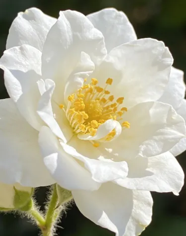 🌸🌿Семена за жасмин, четири сезона цъфтят, с интензивен аромат, подходящи за балкон и саксии, със снопести цветя и лесно отглеждане