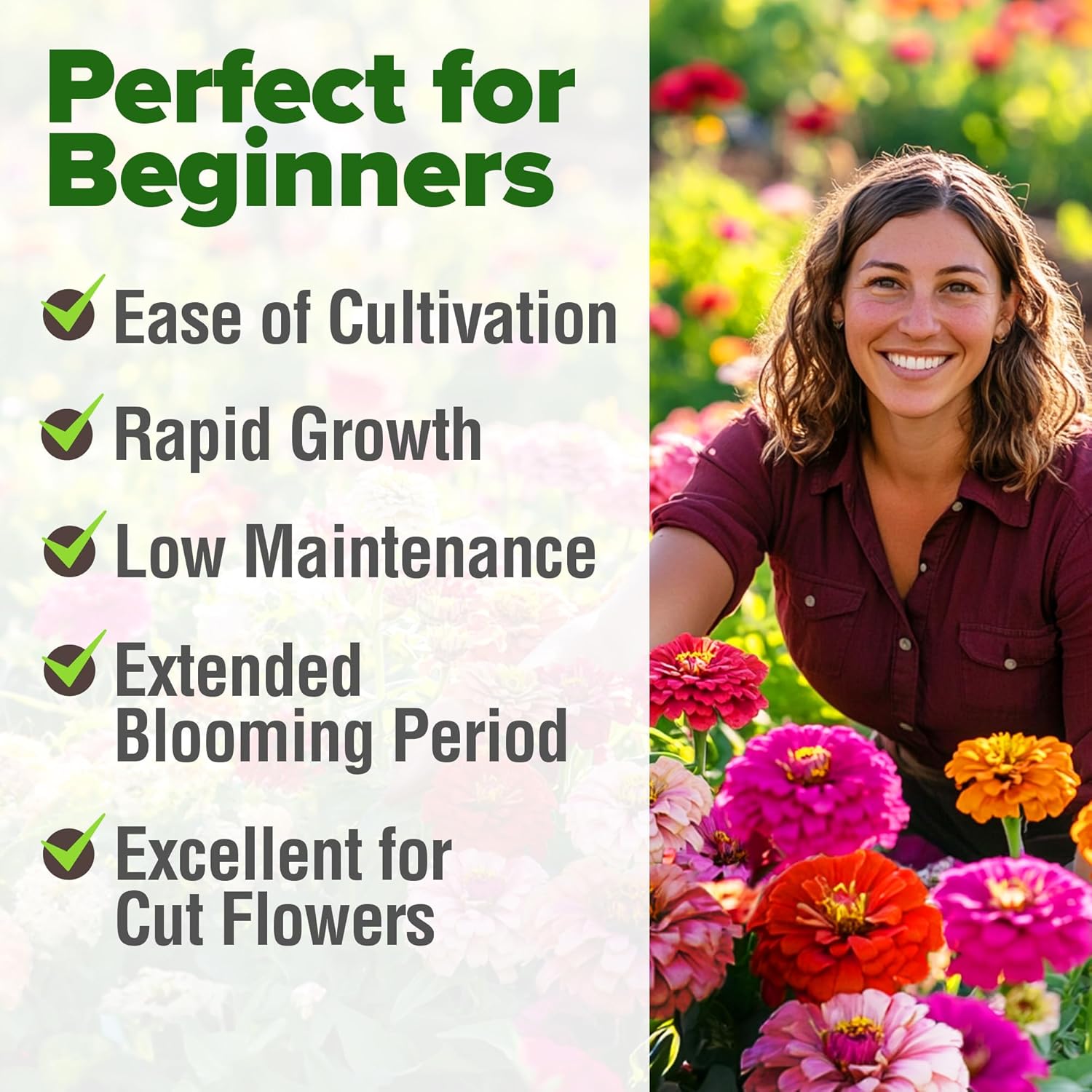 🌞💐Домашно отгледани семена от циния за 2026 г. – Giant Mix – насипни семена за засаждане на диви цветя на открито 🌸