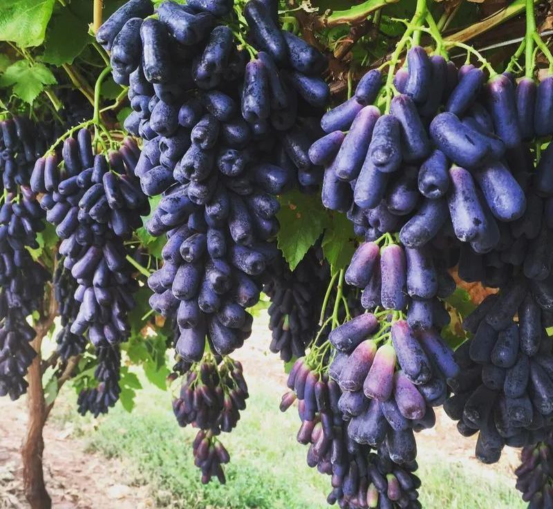 Семена на безсеменни сапфирени гроздове