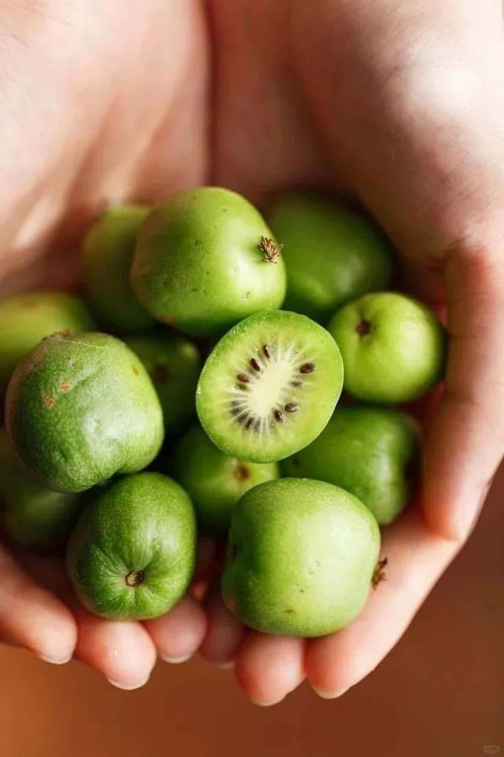 🎁50% отстъпка🔥🥝 Семена от Кивай